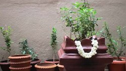 ಅದೃಷ್ಟ ಒಲಿಯಲು ತುಳಸಿ ಗಿಡದ ಬಳಿ ಈ ಒಂದು ವಸ್ತು ಇರಿಸಿ... ಸಾಲವೆಲ್ಲ ತೀರಿ ಹೋಗುವುದು, ಕುಬೇರನ ನಿಧಿಯೇ ದೊರೆತಷ್ಟು ಸಿರಿವಂತರಾಗುವಿರಿ!