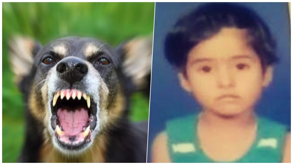 6 year old girl dies after being attacked by stray dogs in tumkur ...