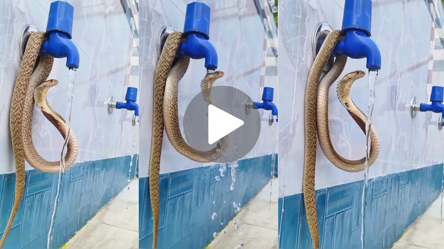 Snake Viral Video: ಬಿಸಿಲಿನ ಬೇಗೆ ತಾಳಲಾರದೆ ನಾಲೆಯ ಕೆಳಗೆ ಸ್ನಾನಕ್ಕೆ ಕೂತ ನಾಗರಹಾವು.. ನೀರು ದೇಹದ ಮೇಲೆ ಬೀಳುತ್ತಿದ್ದಂತೆ ವಿಷ ಸರ್ಪದ ಖುಷಿಗೆ ಪರಿವೇ ಇಲ್ಲ