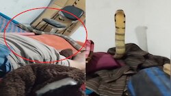 Viral Video: ಮೈಮೇಲೆ ಕಾಳಿಂಗ ಸರ್ಪ ಹರಿದಾಡಿದ್ರೂ ಕುಂಭಕರ್ಣನಂತೆ ಮಲಗಿದ್ದ ಭೂಪ!! ವಿಡಿಯೋ ವೈರಲ್