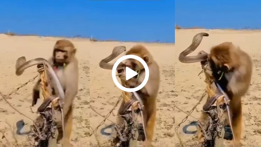 Monkey and Snake Viral Video: ಸಾವಿನ ಅಂಚಿನಲ್ಲಿದ್ದ ಹಾವಿನ ರಕ್ಷಣೆ ಮಾಡಿದ ಕಪಿರಾಯ.. ತನಗಾಗಿ ಜೀವ ಪಣಕ್ಕಿಟ್ಟ ಕೋತಿಗಾಗಿ ನಾಗರಹಾವು ಮಾಡಿದ್ದೇನು ಗೊತ್ತಾ..?