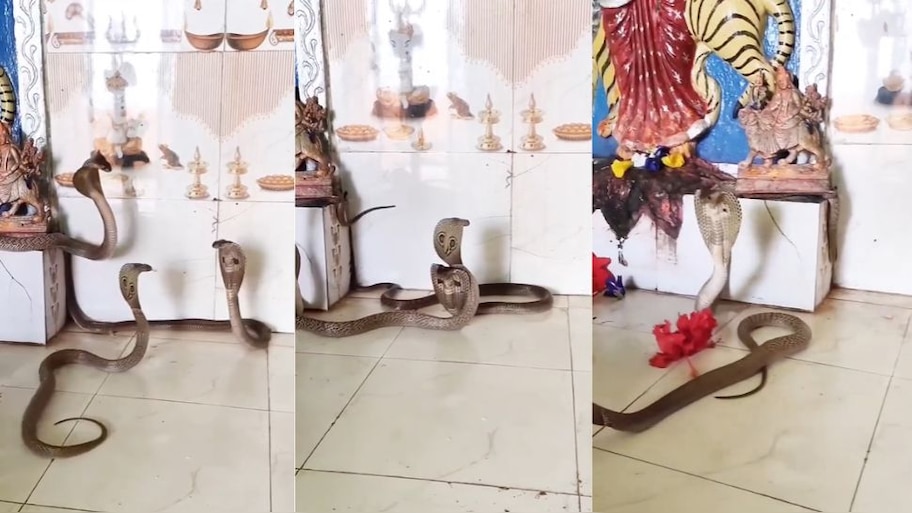 Snake Video viral: ದೇವಸ್ಥಾನದ ಗರ್ಭ ಗುಡಿಯಲ್ಲಿ ನಾಗರಹಾವುಗಳ ದರ್ಶನ.. ಸಾಕ್ಷಾತ್‌ ಬ್ರಹ್ಮ, ವಿಷ್ಣು, ಶಿವನೇ ಕಂಡ ಎಂದ ಭಕ್ತರು! ನಂತರ ಆಗಿದ್ದು...