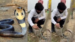 ರಕ್ಷಿಸಲು ಬಂದ ಉರಗ ರಕ್ಷಕನ ಮೇಲೆಯೇ ಕಿಂಗ್‌ ಕೋಬ್ರಾ ಡೆಡ್ಲಿ ಅಟ್ಯಾಕ್‌; ಭಯಾನಕ ವಿಡಿಯೋ ವೈರಲ್!!
