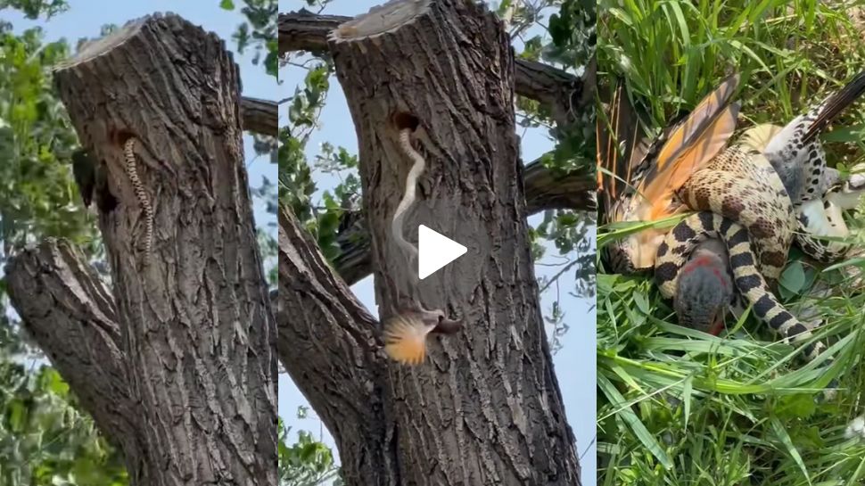 Viral Video: ತನ್ನ ಮಗುವಿಗಾಗಿ ಹಾವಿನೊಂದಿಗೆ ಹೋರಾಡುತ್ತಾ ಪ್ರಾಣ ಬಿಟ್ಟ ತಾಯಿ ಪಕ್ಷಿ.. ಮಾತೃ ಹೃದಯ ಅಂದ್ರೆ ಇದೇ ಅಲ್ವಾ..?