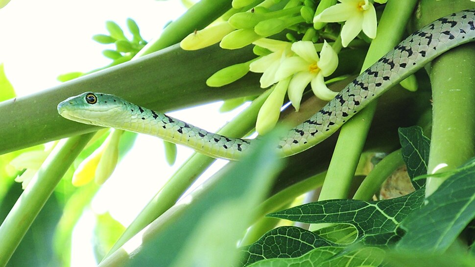 plants and tree which attract snakes