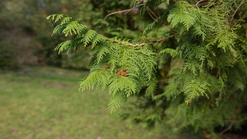 plants and tree which attract snakes