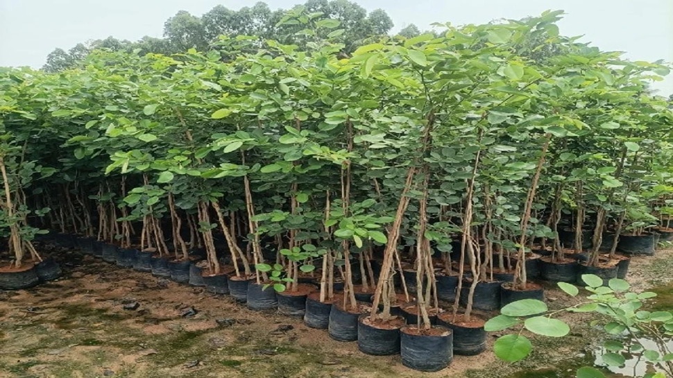 plants and tree which attract snakes