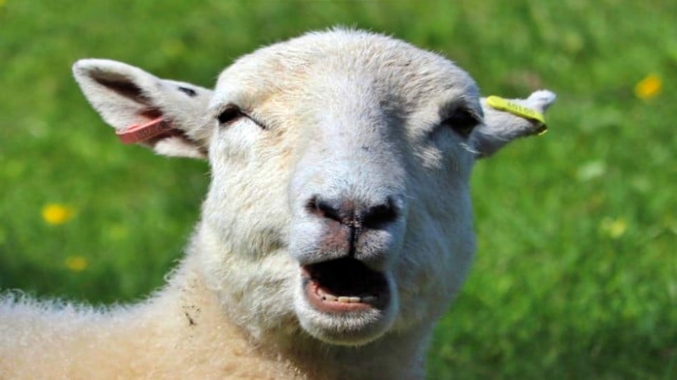 ಬಕ್ರೀದ್‌ಗೆ ಬಲಿ ನೀಡುವ ಮೊದಲು ಮೇಕೆ ಹಲ್ಲುಗಳನ್ನು ಎಣಿಸಲಾಗುತ್ತೆ.. ಏಕೆ ಗೊತ್ತೆ..? ಇದರ ಹಿಂದಿದೆ ಅಚ್ಚರಿ ಕಾರಣ..