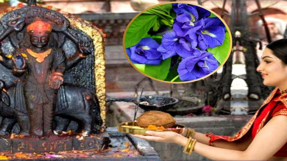 ಶನಿವಾರ ಶನಿದೇವರಿಗೆ ಇದೊಂದು ಹೂವು ಅರ್ಪಿಸಿದರೆ ಶನಿದೆಸೆಯಲ್ಲಿಯೂ ಬೆಳಗುತ್ತಾರೆ ಭಾಗ್ಯ!ಕಷ್ಟ ನಿಮ್ಮನ್ನು ಸೋಕಲೂ ಬಿಡುವುದಿಲ್ಲ ! ಶನಿವಾರ ಶನಿದೇವರಿಗೆ ಇದೊಂದು ಹೂವು ಅರ್ಪಿಸಿದರೆ ಶನಿದೆಸೆಯಲ್ಲಿಯೂ ಬೆಳಗುತ್ತಾರೆ ಭಾಗ್ಯ!ಕಷ್ಟ ನಿಮ್ಮನ್ನು ಸೋಕಲೂ ಬಿಡುವುದಿಲ್ಲ !