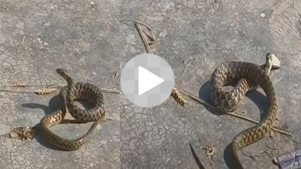 Viral Video: ನಾಗಿಣಿ ಹಾಡಿಗೆ ಐಟಂ ಡಾನ್ಸ್‌ರ್‌ ರೇಂಜ್‌ಗೆ ಸೋಂಟ ಬಳುಕಿಸಿದ ಹಾವು! ಒಂದೇ ದಿನದಲ್ಲಿ ಎರಡು ಕೋಟಿ ವ್ಯೂಸ್ ಪಡೆದ ವಿಡಿಯೋ ಇದು.. 
