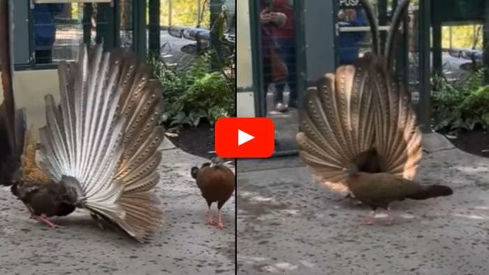 Viral Video: ಹೆಣ್ಣು ನವಿಲನ್ನು ಆಕರ್ಷಿಸಲು ಗರಿಬಿಚ್ಚಿ ನಲಿದಾಡಿದ ಗಂಡು ನವಿಲು! ಮಯೂರ ನಾಟ್ಯದ ಮನಮೋಹಕ ವಿಡಿಯೋ ವೈರಲ್ Viral Video: ಹೆಣ್ಣು ನವಿಲನ್ನು ಆಕರ್ಷಿಸಲು ಗರಿಬಿಚ್ಚಿ ನಲಿದಾಡಿದ ಗಂಡು ನವಿಲು! ಮಯೂರ ನಾಟ್ಯದ ಮನಮೋಹಕ ವಿಡಿಯೋ ವೈರಲ್