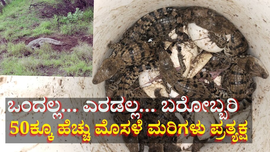 ಐವತ್ತಕ್ಕೂ ಹೆಚ್ಚು ಮೊಸಳೆ ಮರಿಗಳನ್ನು ರಕ್ಷಿಸಿದ ಗ್ರಾಮಸ್ಥರು:  ರೋಚಕ ಫೋಟೋಸ್ ವೈರಲ್ 