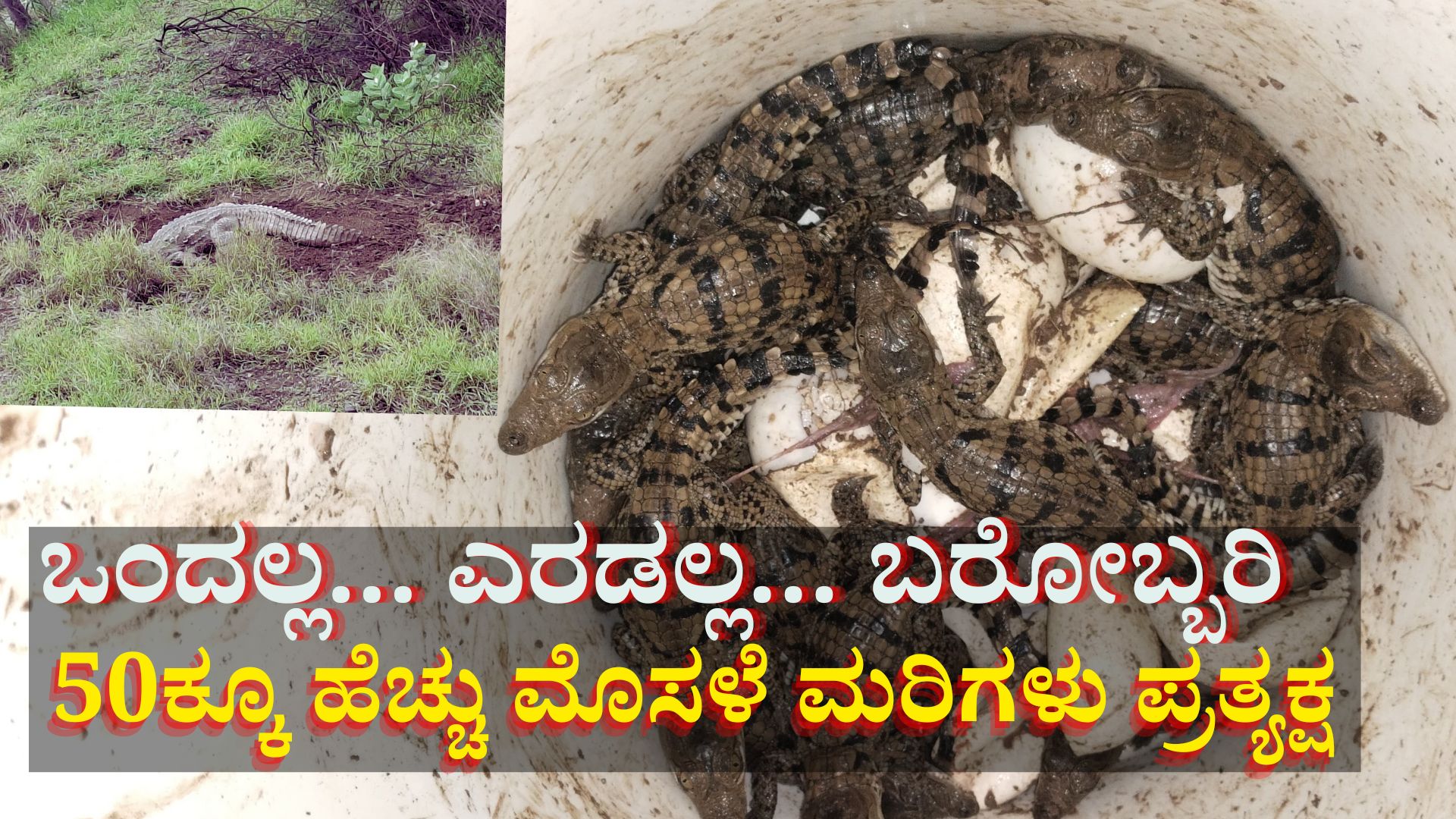 ಐವತ್ತಕ್ಕೂ ಹೆಚ್ಚು ಮೊಸಳೆ ಮರಿಗಳನ್ನು ರಕ್ಷಿಸಿದ ಗ್ರಾಮಸ್ಥರು: ರೋಚಕ ಫೋಟೋಸ್ ವೈರಲ್ ಐವತ್ತಕ್ಕೂ ಹೆಚ್ಚು ಮೊಸಳೆ ಮರಿಗಳನ್ನು ರಕ್ಷಿಸಿದ ಗ್ರಾಮಸ್ಥರು: ರೋಚಕ ಫೋಟೋಸ್ ವೈರಲ್