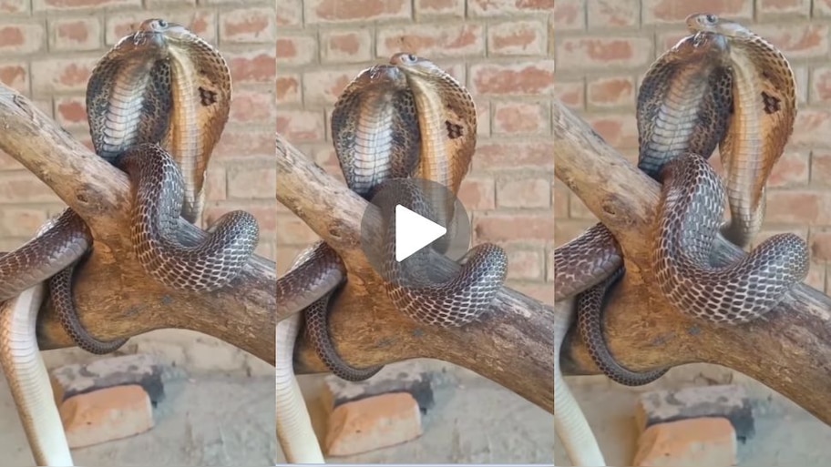 Snake Viral Video: ಮರದ ಮೇಲೆ ಪ್ರೀತಿಯಲ್ಲಿ ಮೈಮರೆತ ನಾಗಿಣಿ- ನಾಗರಾಜ.. ಪ್ರೇಮಿಯ ಅಪ್ಪುಗೆಗೆ ಮನಸೋತ ವಿಷ ಸರ್ಪ! 