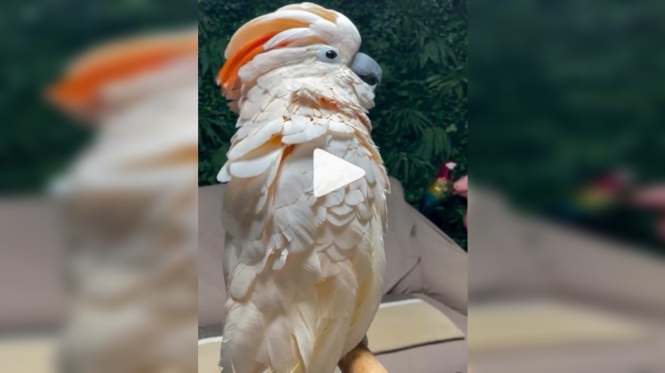 Viral Video: ರಾವಣನ ಥರ ಗಹಗಹಿಸಿ ನಗುತ್ತಿರುವ ಗಿಳಿ... ಪ್ರಕೃತಿ ವೈಚಿತ್ರಕ್ಕೆ ಸಾಕ್ಷಿಯಂತಿದೆ ಈ ವಿಡಿಯೋ Viral Video: ರಾವಣನ ಥರ ಗಹಗಹಿಸಿ ನಗುತ್ತಿರುವ ಗಿಳಿ... ಪ್ರಕೃತಿ ವೈಚಿತ್ರಕ್ಕೆ ಸಾಕ್ಷಿಯಂತಿದೆ ಈ ವಿಡಿಯೋ