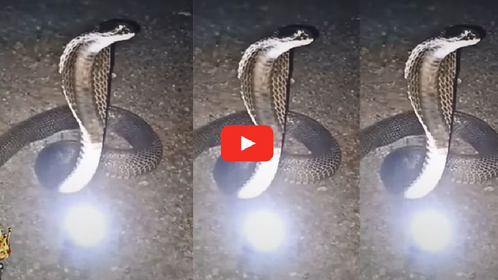 Watch: ನಾಗರಹಾವಿನ ತಲೆಯ ಮೇಲಿಂದ ಬಿದ್ದ ನಾಗಮಣಿ.. ಫಳಫಳನೆ ಹೇಗೆ ಹೊಳೆಯುತ್ತೆ ನೋಡಿ..!