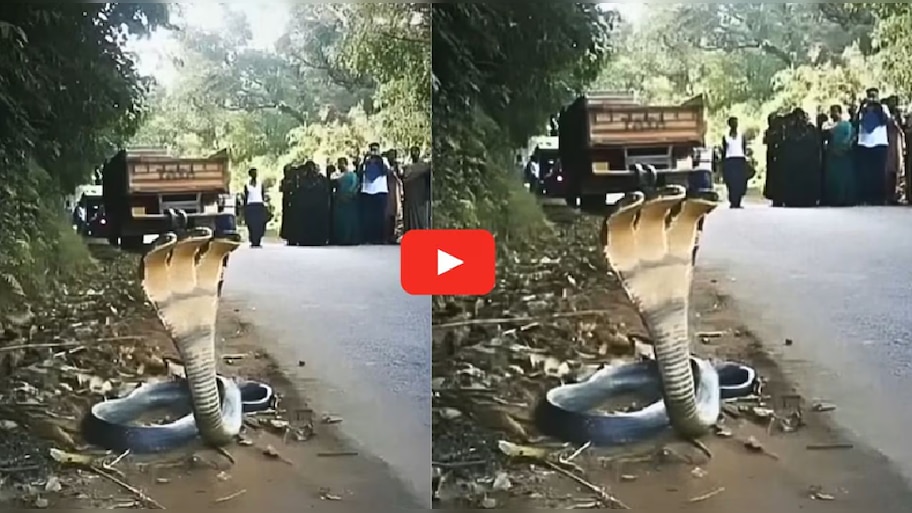 Watch: ವ್ಹಾವ್.., ಮೂರು ತಲೆಯ ನಾಗರಹಾವು.. ಜಗತ್ತಿನ ಏಕೈಕ ಹಾವು.. ವಿಡಿಯೋ ನೋಡಿ