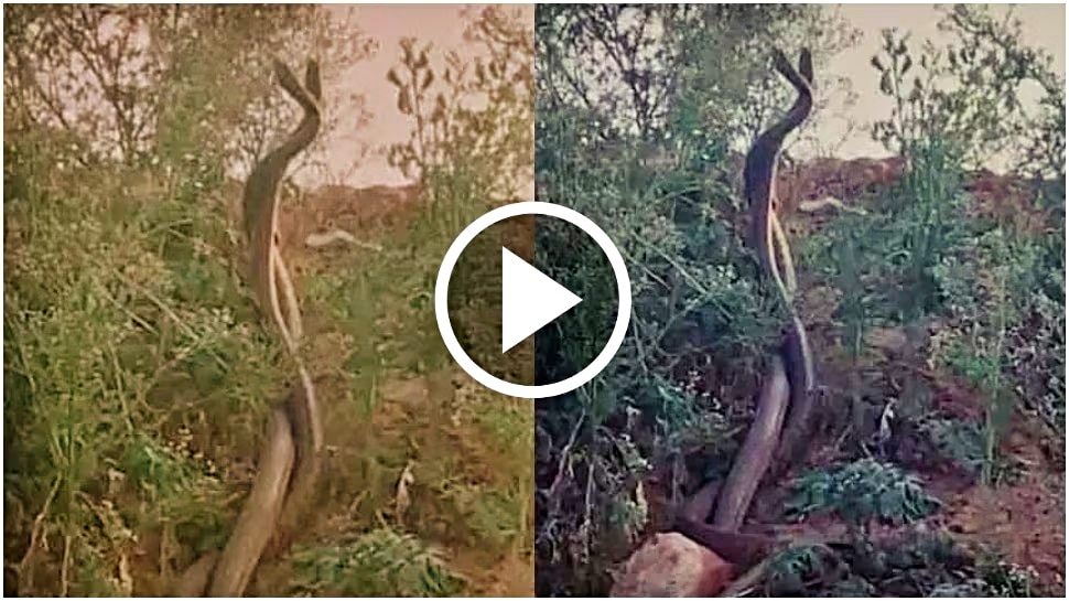 ಹಾವುಗಳ ಸರಸ.. ಒಂದೂವರೆ ಗಂಟೆಗಳ ಕಾಲ ಮೈಮರೆತ ನಾಗ-ನಾಗಿಣಿ..! ಅಚ್ಚರಿ ವಿಡಿಯೋ ವೈರಲ್ ಹಾವುಗಳ ಸರಸ.. ಒಂದೂವರೆ ಗಂಟೆಗಳ ಕಾಲ ಮೈಮರೆತ ನಾಗ-ನಾಗಿಣಿ..! ಅಚ್ಚರಿ ವಿಡಿಯೋ ವೈರಲ್
