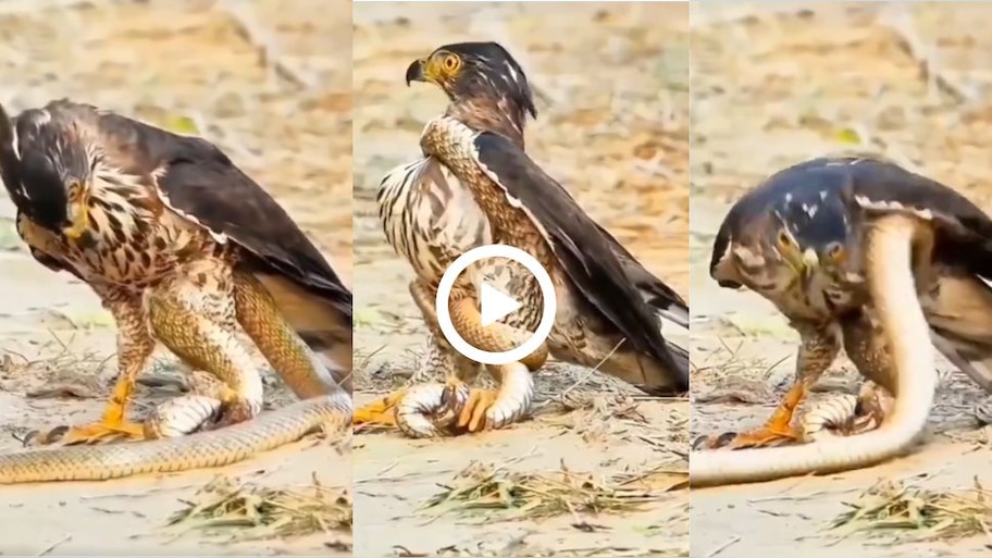 Eagle vs Snake Viral video: ಜೀವಂತವಾಗಿದ್ದ ನಾಗರಹಾವಿನ ಮೇಲೆ ಎರಗಿದ ರಣ ಹದ್ದು.. ನಂತರ ಆಗಿದ್ದೇ ಬೇರೆ! ಟ್ವಿಸ್ಟ್‌ ಇದೆ, ವಿಡಿಯೋ ನೋಡಿ..