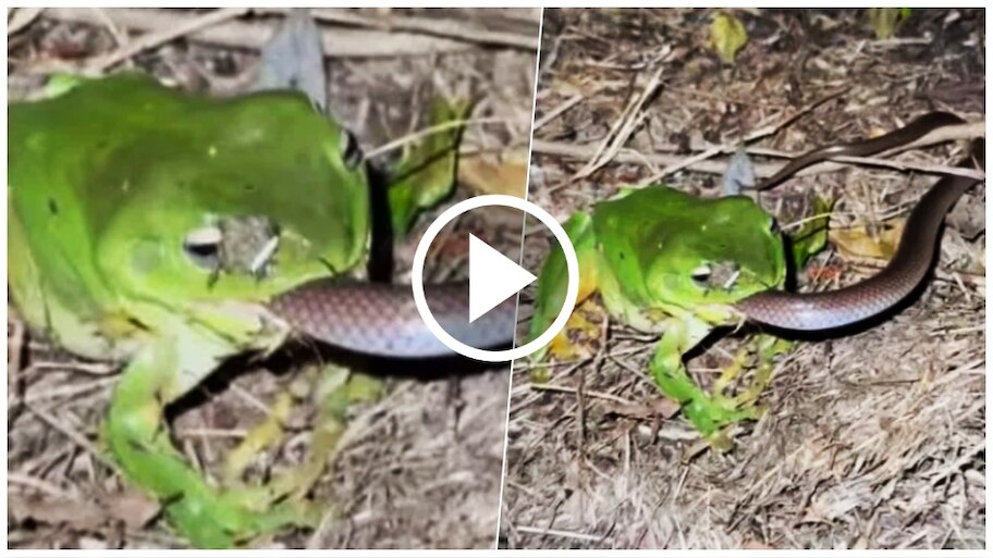 ನೂಡಲ್ಸ್‌ ನುಂಗಿದಂತೆ ಒಂದೇ ಬಾರಿಗೆ ಹಾವನ್ನೇ ನುಂಗಿದ ಕಪ್ಪೆ..! ಆಘಾತಕಾರಿ ವಿಡಿಯೋ ವೈರಲ್‌