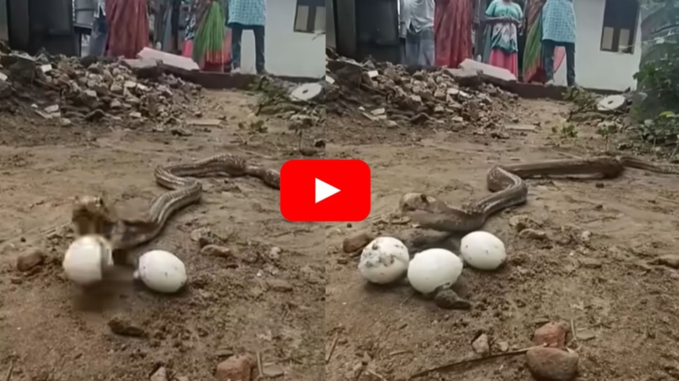 Watch: ಬಾಯಿಂದ ಮೊಟ್ಟೆ ಇಡುವ ನಾಗರಹಾವು.. ವಿಡಿಯೋ ನೋಡಿ ಶಾಕ್ ಆದ ಜನರು!!