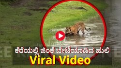 ನೀರು ಕುಡಿಯಲು ಬಂದ ಜಿಂಕೆಯನ್ನು ಕೆರೆಯಲ್ಲೇ ಬೇಟೆಯಾಡಿದ ಹುಲಿರಾಯ: Video Viral 