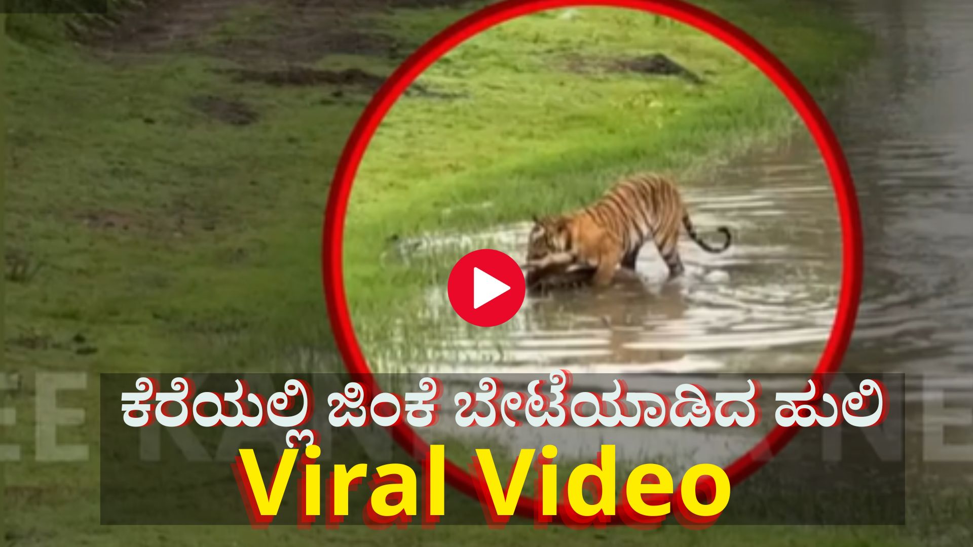 ನೀರು ಕುಡಿಯಲು ಬಂದ ಜಿಂಕೆಯನ್ನು ಕೆರೆಯಲ್ಲೇ ಬೇಟೆಯಾಡಿದ ಹುಲಿರಾಯ: Video Viral ನೀರು ಕುಡಿಯಲು ಬಂದ ಜಿಂಕೆಯನ್ನು ಕೆರೆಯಲ್ಲೇ ಬೇಟೆಯಾಡಿದ ಹುಲಿರಾಯ: Video Viral