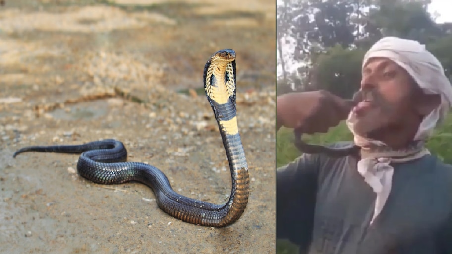 Viral Video:ವಿಷಸರ್ಪಕ್ಕೆ ಕಿಸ್‌ ಮಾಡಲು ಹೋಗಿ ಕಚ್ಚಿಸಿಕೊಂಡ, ರೀಲ್ಸ್‌ ಹುಚ್ಚನಿಗೆ ಏನಾಯ್ತು ನೋಡಿ