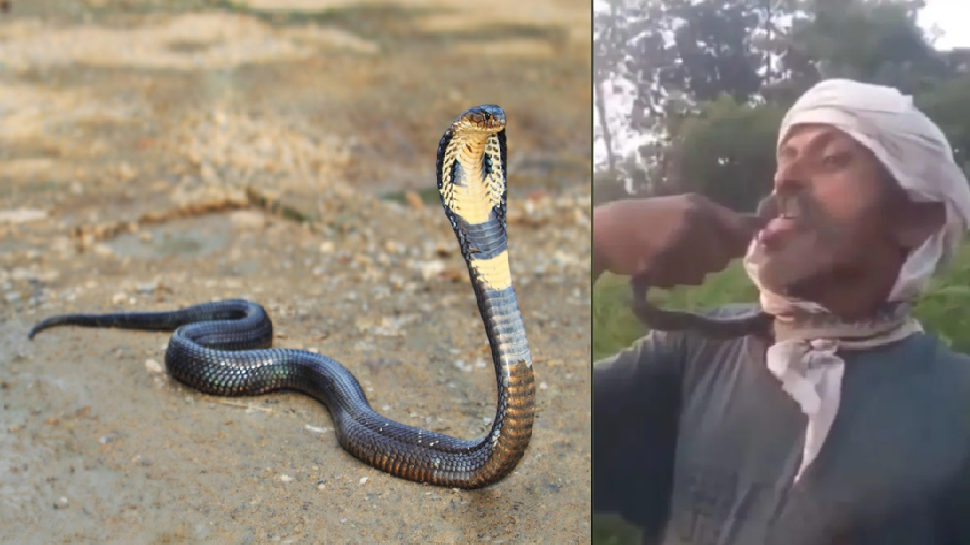 Viral Video:ವಿಷಸರ್ಪಕ್ಕೆ ಕಿಸ್ ಮಾಡಲು ಹೋಗಿ ಕಚ್ಚಿಸಿಕೊಂಡ, ರೀಲ್ಸ್ ಹುಚ್ಚನಿಗೆ ಏನಾಯ್ತು ನೋಡಿ Viral Video:ವಿಷಸರ್ಪಕ್ಕೆ ಕಿಸ್ ಮಾಡಲು ಹೋಗಿ ಕಚ್ಚಿಸಿಕೊಂಡ, ರೀಲ್ಸ್ ಹುಚ್ಚನಿಗೆ ಏನಾಯ್ತು ನೋಡಿ