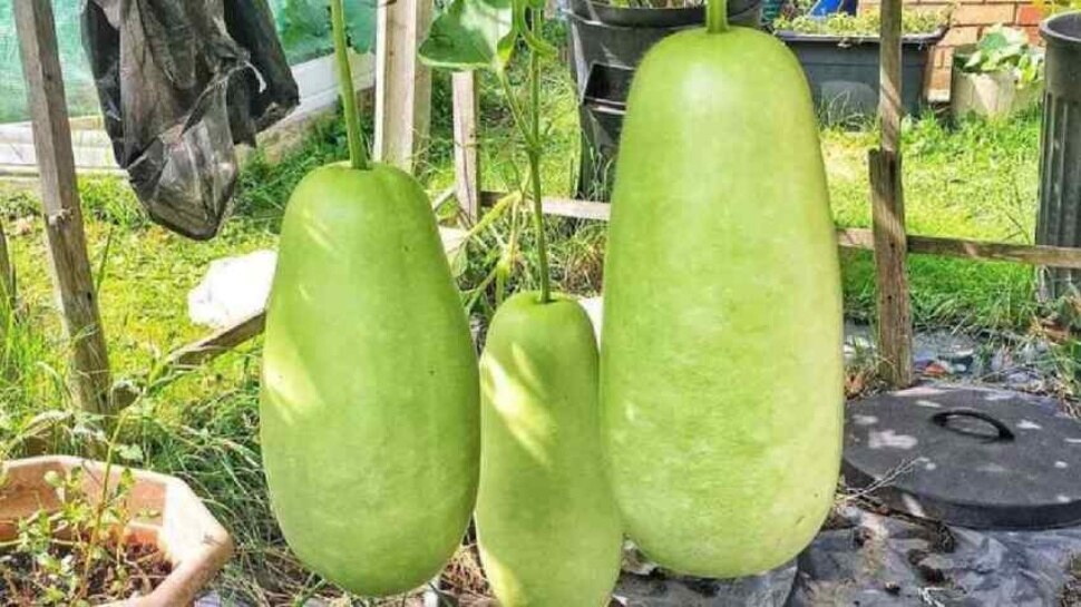 best vegetable to dissolve cholesterol 