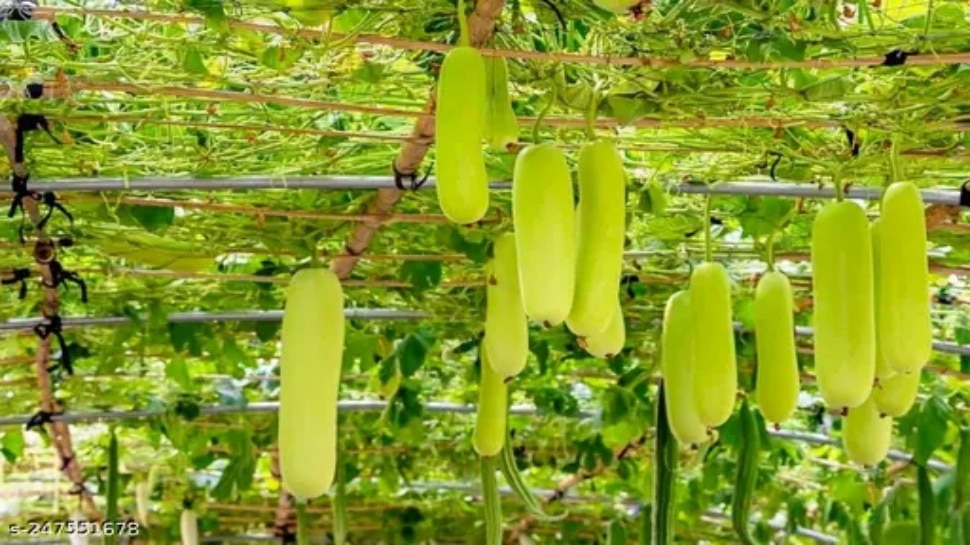 best vegetable to dissolve cholesterol 