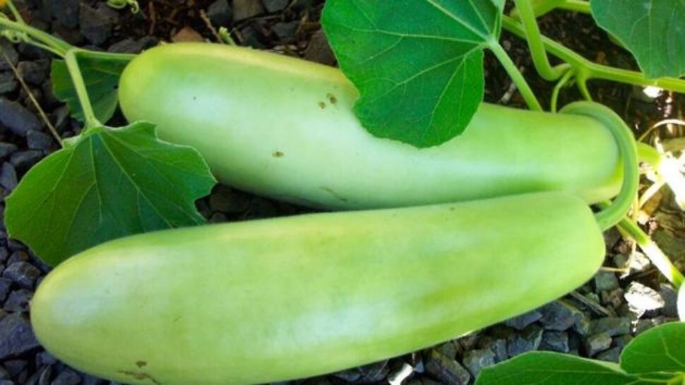 best vegetable to dissolve cholesterol 