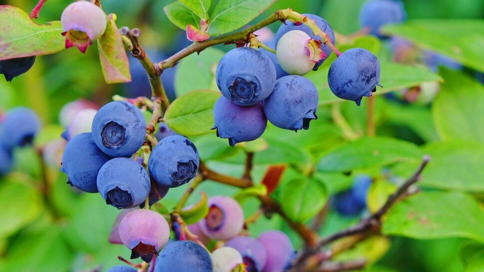  Fruits to improve eye sight