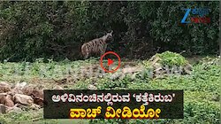 ಕಾಡಂಚಿನ ಗ್ರಾಮದಲ್ಲಿ ಕತ್ತೆ ಕಿರುಬನ ಓಡಾಟ: ವಾಚ್ ವಿಡಿಯೋ 
