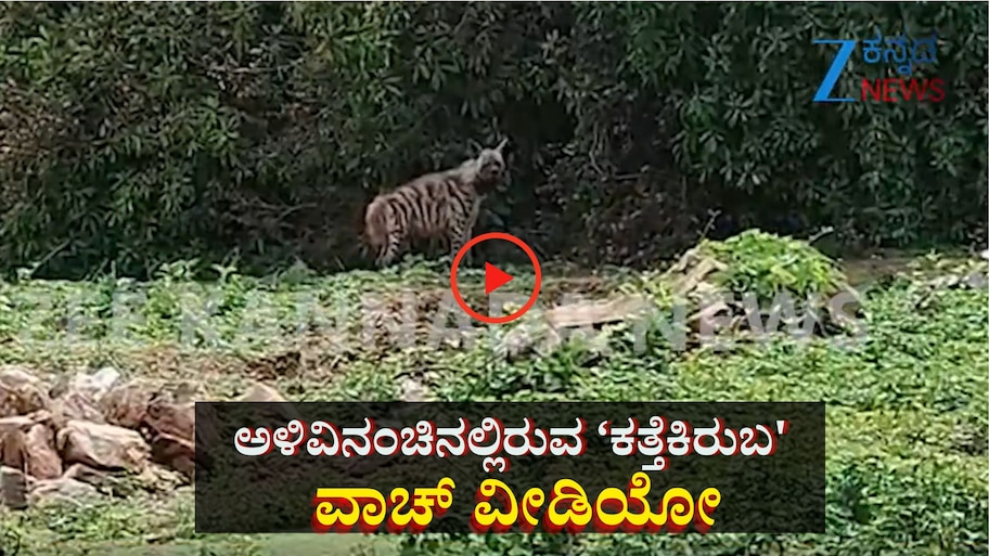 ಕಾಡಂಚಿನ ಗ್ರಾಮದಲ್ಲಿ ಕತ್ತೆ ಕಿರುಬನ ಓಡಾಟ: ವಾಚ್ ವಿಡಿಯೋ 