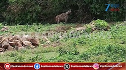 ಅಳಿವಿನಂಚಿನಲ್ಲಿರುವ ಕತ್ತೆಕಿರುಬನ ವಿಡಿಯೋ ವೈರಲ್ 
