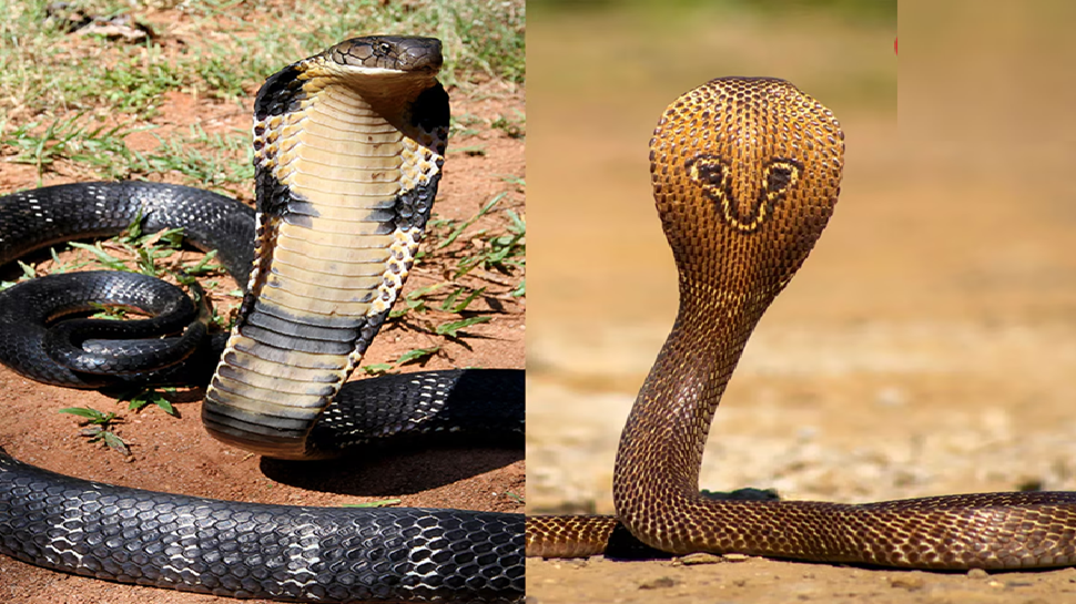 Snake Watch: ಮುಂಜಾನೆ ಹಾವನ್ನು ನೋಡುವುದು ಒಳ್ಳೆಯದೋ ಕೆಟ್ಟದ್ದೋ? Snake Watch: ಮುಂಜಾನೆ ಹಾವನ್ನು ನೋಡುವುದು ಒಳ್ಳೆಯದೋ ಕೆಟ್ಟದ್ದೋ?