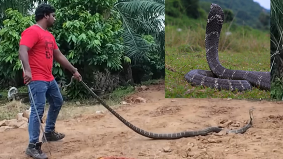Snake Video: 16 ಅಡಿ ಉದ್ದದ ಕಾಳಿಂಗ ಸರ್ಪ ಸೆರೆ... ರಕ್ಷಣಾ ಕಾರ್ಯದಲ್ಲಿ ಖ್ಯಾತ ನಟಿ ಭಾಗಿ.. ವಿಡಿಯೋ ವೈರಲ್‌