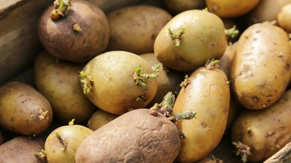 people who should not eat potato