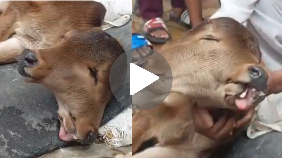 Viral Video: ಮೂರು ಕಣ್ಣು.. ಎರಡು ತಲೆ.. ಸಾಕ್ಷಾತ್ ಶಿವನ ರೂಪದಲ್ಲಿ ಹುಟ್ಟಿದ ಕರು, ದೇವರೆಂದು ಪೂಜಿಸುತ್ತಿರುವ ಸ್ಥಳಿಯರು! Viral Video: ಮೂರು ಕಣ್ಣು.. ಎರಡು ತಲೆ.. ಸಾಕ್ಷಾತ್ ಶಿವನ ರೂಪದಲ್ಲಿ ಹುಟ್ಟಿದ ಕರು, ದೇವರೆಂದು ಪೂಜಿಸುತ್ತಿರುವ ಸ್ಥಳಿಯರು!