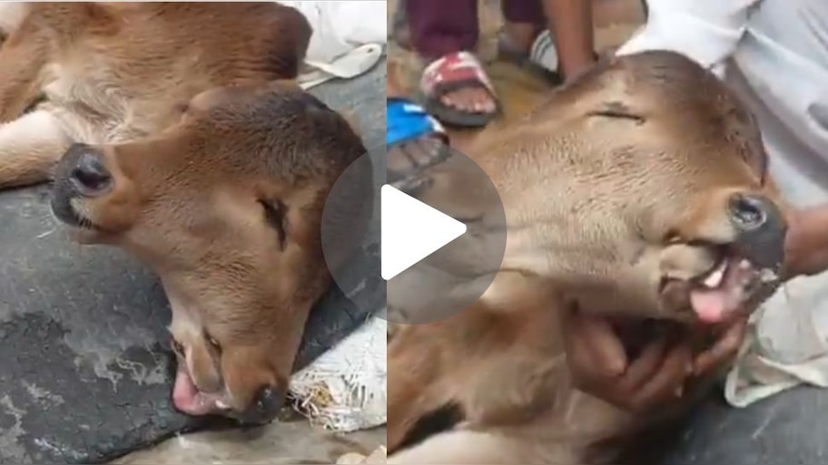 Viral Video: ಮೂರು ಕಣ್ಣು.. ಎರಡು ತಲೆ.. ಸಾಕ್ಷಾತ್‌ ಶಿವನ ರೂಪದಲ್ಲಿ ಹುಟ್ಟಿದ ಕರು, ದೇವರೆಂದು ಪೂಜಿಸುತ್ತಿರುವ ಸ್ಥಳಿಯರು!
