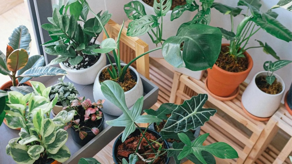 Vastu Plants: ಮನೆಯ ಸುತ್ತಮುತ್ತ ಈ ಸಸ್ಯಗಳನ್ನ ಬೆಳೆಸಿದ್ರೆ ನಿಮ್ಮ ಖಜಾನೆ ಎಂದಿಗೂ ಖಾಲಿಯಾಗಲ್ಲ!! Vastu Plants: ಮನೆಯ ಸುತ್ತಮುತ್ತ ಈ ಸಸ್ಯಗಳನ್ನ ಬೆಳೆಸಿದ್ರೆ ನಿಮ್ಮ ಖಜಾನೆ ಎಂದಿಗೂ ಖಾಲಿಯಾಗಲ್ಲ!!