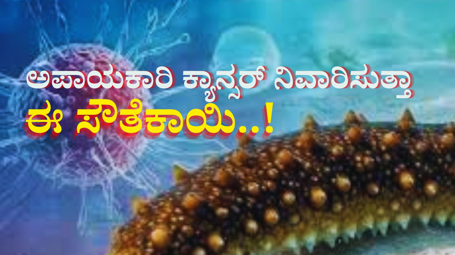 ಈ ಸೌತೆಕಾಯಿಂದ ಅಪಾಯಕಾರಿ ಕ್ಯಾನ್ಸರ್ ನಿವಾರಿಸಬಹುದಾ..? ಅಚ್ಚರಿ ಮೂಡಿಸಿದ ಸಂಶೋಧನೆ..! ಈ ಸೌತೆಕಾಯಿಂದ ಅಪಾಯಕಾರಿ ಕ್ಯಾನ್ಸರ್ ನಿವಾರಿಸಬಹುದಾ..? ಅಚ್ಚರಿ ಮೂಡಿಸಿದ ಸಂಶೋಧನೆ..!
