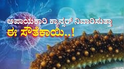 ಈ ಸೌತೆಕಾಯಿಂದ ಅಪಾಯಕಾರಿ ಕ್ಯಾನ್ಸರ್‌ ನಿವಾರಿಸಬಹುದಾ..? ಅಚ್ಚರಿ ಮೂಡಿಸಿದ ಸಂಶೋಧನೆ..! 