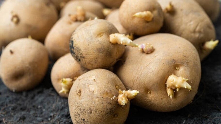 eating sprouted potatoes can be poisonous due to the presence of ...
