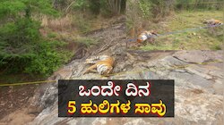 ಒಂದೇ ದಿನ 5 ಹುಲಿಗಳ ಸಾವು: ಗಂಭೀರವಾಗಿ ಪರಿಗಣಿಸಿದ ಸರ್ಕಾರ