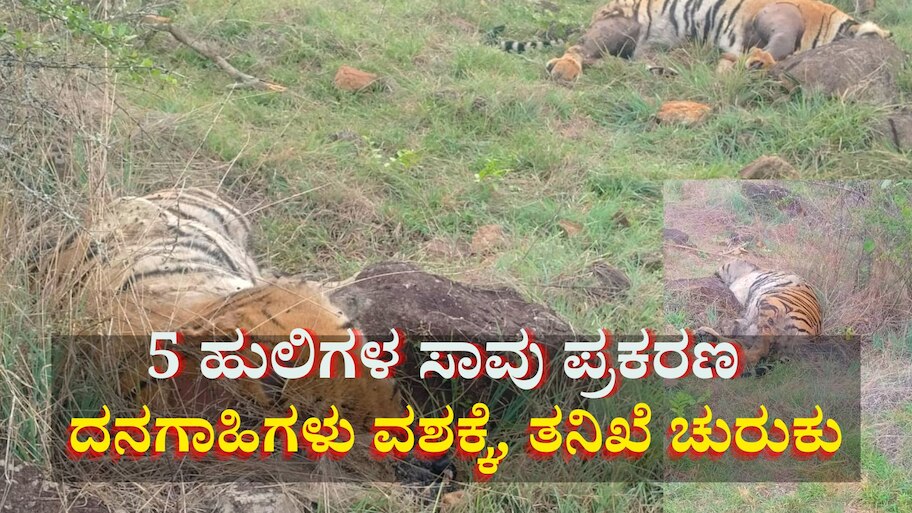 5 ಹುಲಿಗಳ ಸಾವು ಪ್ರಕರಣ: ವಿಷಪ್ರಾಶನದಿಂದಲೇ ಹುಲಿಗಳ ಮೃತ್ಯು, ತನಿಖೆ ಚುರುಕು, ದನಗಾಹಿಗಳು ವಶಕ್ಕೆ 