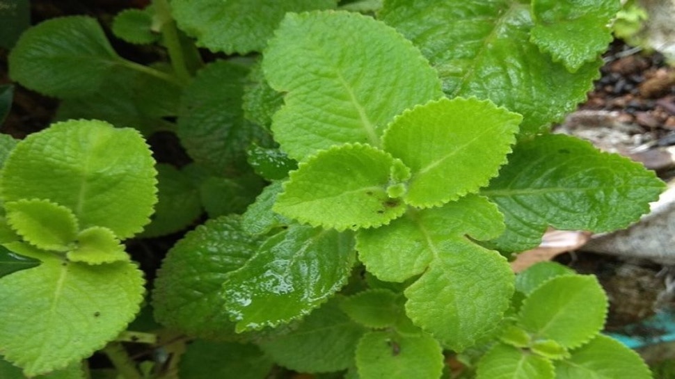 Green leaf benefits
