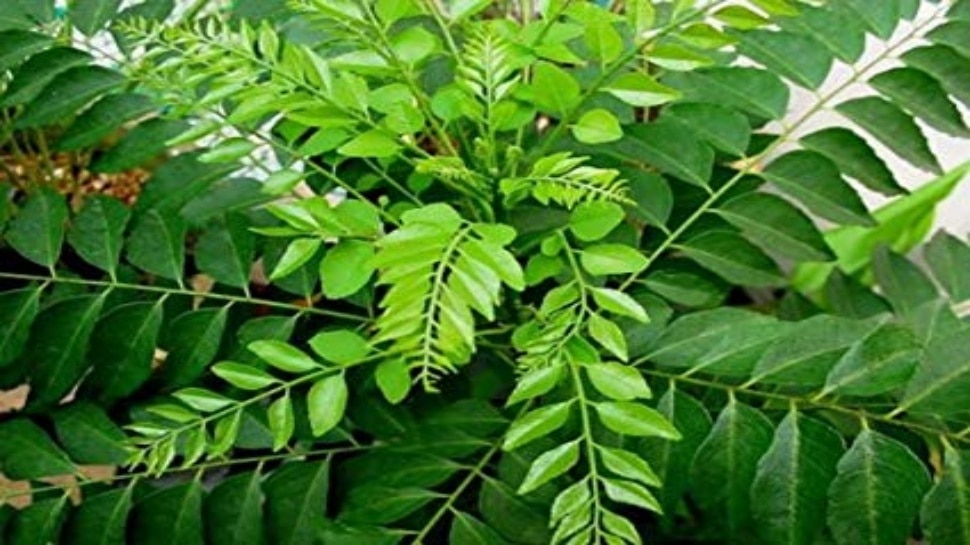 Green leaf benefits