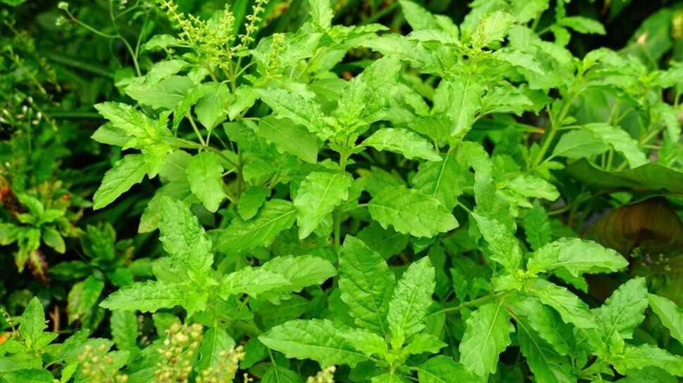 Green leaf benefits
